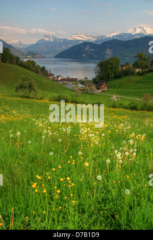 Frühling-Blick auf wilde Blumen wachsen in der Nähe von Vierwaldstättersee, Schweiz Stockfoto