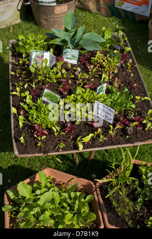 Salat Pflanzen wachsen in Containern auf Zuteilung in Exeter Festival von South West Food & trinken anzeigen Stockfoto