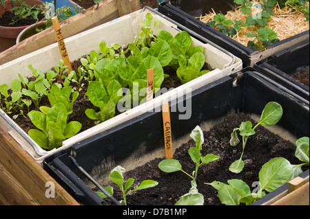 Salat Pflanzen wachsen in Containern auf Zuteilung in Exeter Festival von South West Food & trinken anzeigen Stockfoto