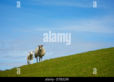 Schaf und Lamm auf grasbewachsenen Hügel, Cumbria, Nationalpark Lake District, England UK Stockfoto