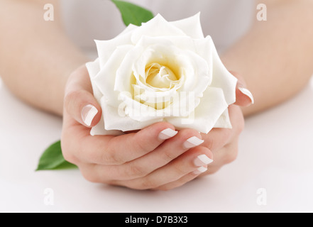 Frauenhand mit weißer rose Stockfoto