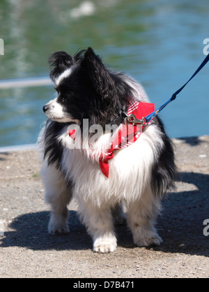 Süßen kleinen Hund, UK 2013 Stockfoto