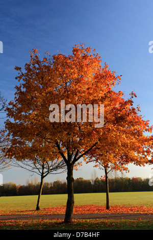 Ahornbaum Blätter in Herbstfärbung, (Acer Platanoides) Stockfoto