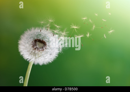 Löwenzahn Uhr in Morgensonne Stockfoto