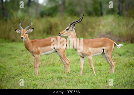 Impala (Aepyceros Melampus), Gorongosa National Park, Mosambik Stockfoto