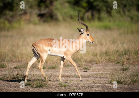 Impala (Aepyceros Melampus), Gorongosa National Park, Mosambik Stockfoto