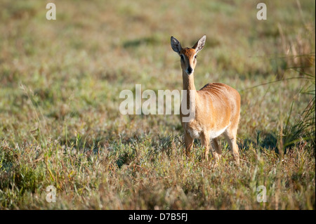 Oribi (Ourebia Ourebi), Gorongosa National Park, Mosambik Stockfoto