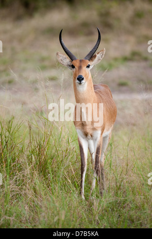 Gemeinsame Riedböcken (Redunca Arundinum), Gorongosa National Park, Mosambik Stockfoto