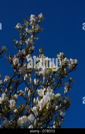 Magnolie Baum Blüte kontrastiert gegen einen blauen Frühlingshimmel. Stockfoto