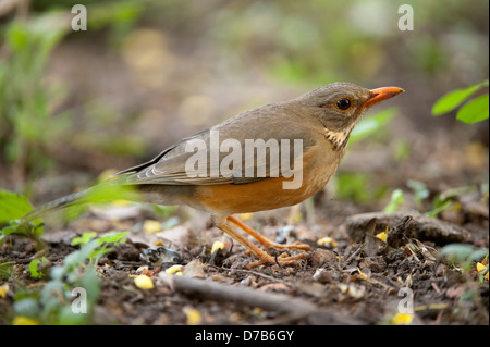 Kurrichane-Drossel (Turdus Libonyanus), Gorongosa National Park, Mosambik Stockfoto