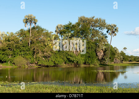 Palmen gesäumten See, Nationalpark Gorongosa, Mosambik Stockfoto