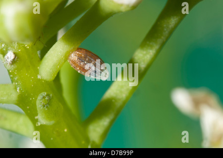 Orange Spitze Schmetterling Ei zu schlüpfen, Caterpillar sichtbar in ei Stockfoto