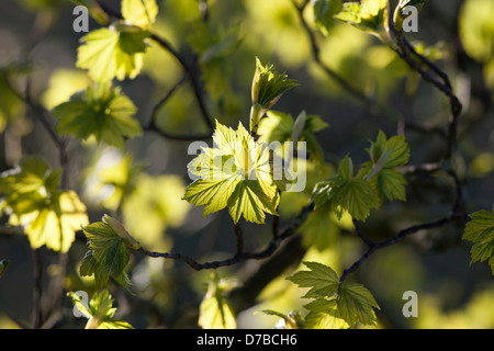 Bergahorn Acer Pseudoplatanus verlässt beleuchtet von frühen Morgen Frühlingssonne UK Stockfoto