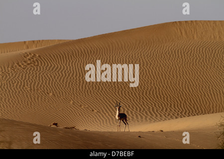 Gazelle in Sanddüne Stockfoto