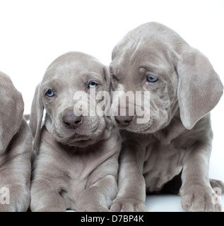 Niedlichen Weimaraner Welpen Stockfoto