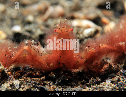 Orang Utan Krabbe (Achaeus Japonicus), Lembeh Strait, Indonesien Stockfoto