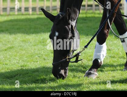 Badminton, UK. 3. Mai 2013. Opposition Buzz nach Abschluss der Dressur-Phase des 2013 Mitsubishi Motors Badminton Horse Trials in Gloucestershire, England, UK. 3. Mai 2013. Stockfoto