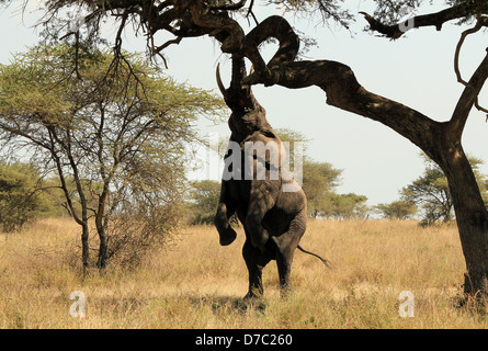 Afrikanischer Elefant (Loxodonta Africana) Reaching Out für Lebensmittel in einem Baum, Serengeti, Tansania Stockfoto