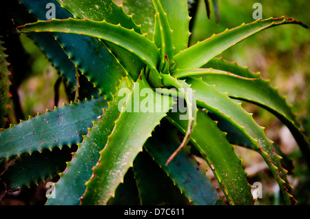 Detail der Aloe - Vera-Pflanze im Feld Stockfoto