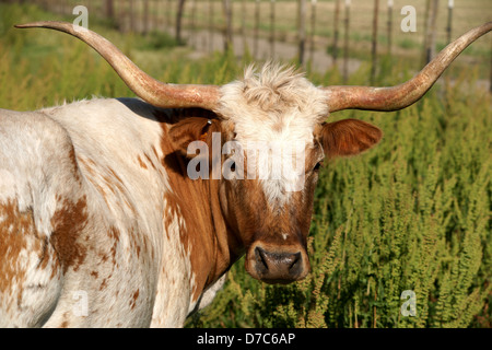 Kopfschuss von Texas Longhorn Kuh. Braune und weiße Fell. Mit Blick auf die Kamera Stockfoto
