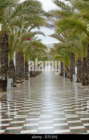 Promenade gesäumt von Palmen im Süden, Alicante, Costa Blanca, Spanien Stockfoto