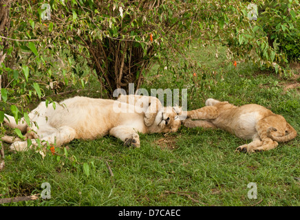 Zwei junge männliche Löwenbabys (Panthera Leo) schlafen nach dem Essen auf die Masai Mara National Reserve, Kenia, Ostafrika. Stockfoto