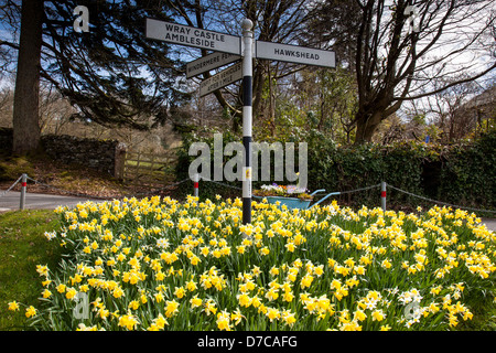 Narzissen in voller Blüte an einer Straßenkreuzung in hohen Wray, in der Nähe von Ambleside, Lake District, Cumbria Stockfoto