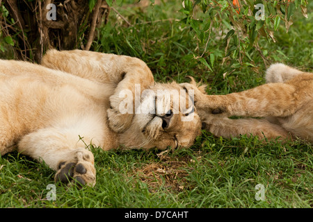 Zwei junge männliche Löwenbabys (Panthera Leo) mit einem schieben Pfoten auf die anderen zu schlafen den Kopf auf die Masai Mara National Reserve Stockfoto