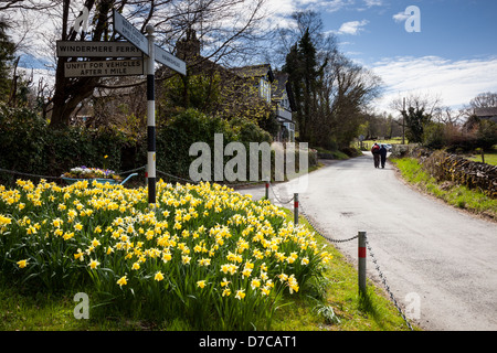 Narzissen in voller Blüte an einer Straßenkreuzung in hohen Wray, in der Nähe von Ambleside, Lake District, Cumbria Stockfoto