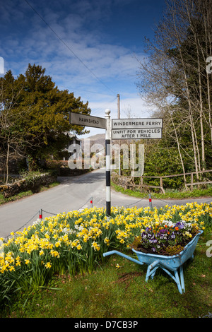 Narzissen in voller Blüte an einer Straßenkreuzung in hohen Wray, in der Nähe von Ambleside, Lake District, Cumbria Stockfoto