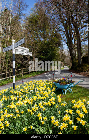 Narzissen in voller Blüte an einer Straßenkreuzung in hohen Wray, in der Nähe von Ambleside, Lake District, Cumbria Stockfoto