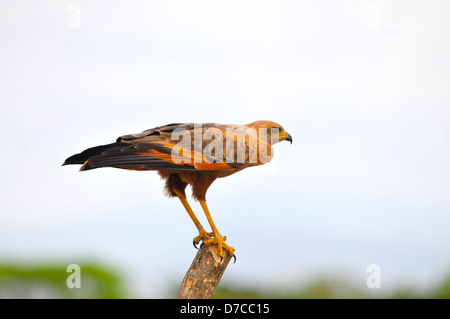 Wunderschöne Savanne Hawk (Leucopternis Princeps) genießen die Nachmittagssonne auf einen Zaunpfahl Stockfoto