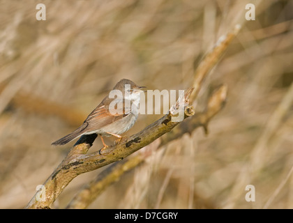 WHITETHROAT (SYLVIA COMMUNIS) IM LIED. FRÜHLING. UK Stockfoto