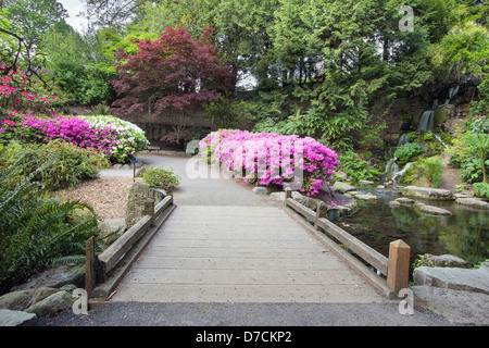 Fussgängerbrücke über Wasserfall Teich bei Crystal Springs Rhododendron Garten im Frühling Stockfoto