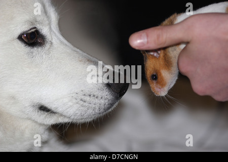 Haustier husky sniffing Haustier hamster Stockfoto