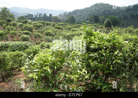 Teepflanzen auf Doi Wawi im Bezirk Mae Suai. Provinz Chiang Rai, Thailand Stockfoto