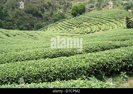 Teepflanzen auf Doi Wawi im Bezirk Mae Suai. Provinz Chiang Rai, Thailand Stockfoto