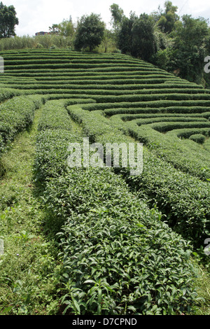 Teepflanzen auf Doi Wawi im Bezirk Mae Suai. Provinz Chiang Rai, Thailand Stockfoto