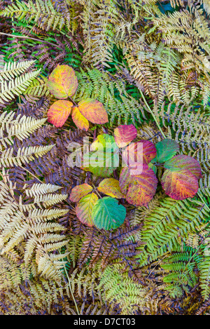 Blätter Herbst Brombeere, Rubus Fruticosa, durch gemeinsame Bracken, Pteridium Aquilinum wächst Stockfoto