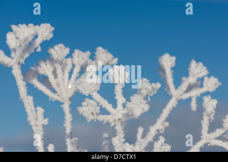 Frost verkrusteten Umbelliferae Spezies, gegen blauen Himmel, England, Januar Stockfoto