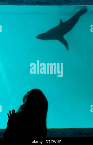 Die Silhouette eines Mädchens ein Seelöwe vom Abschnitt Unterwasser anzeigen im Whipsnade Zoo beobachten. Stockfoto