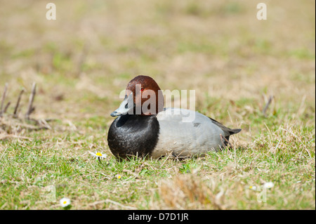 (Gemeinsame Tafelenten) Tafelenten Aythya 40-jähriger, männliche sitzen auf dem Rasen, Norfolk, England, April Stockfoto