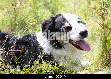 ein Australian Shepherd Dog legt zum Ausruhen auf der Wiese Stockfoto