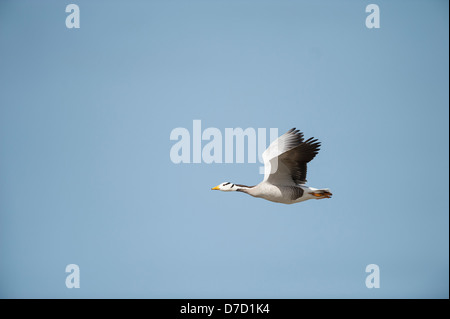 Bar unter der Leitung Gans im Flug, Anser Indicus, verwilderte Altvogel, Norfolk, England, April Stockfoto