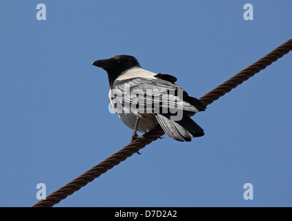 graue Raben sitzen auf Seil über blauen Himmel Stockfoto