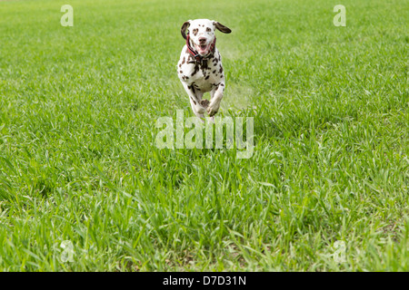 Dalmatinischen läuft der Hundetrainer zugeschnitten Stockfoto