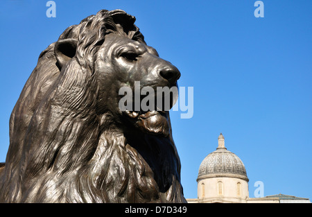 London, England, Vereinigtes Königreich. Trafalgar Square - Lion (1867: Sir Edwin Landseer) am Fuße des Nelson Säule Stockfoto