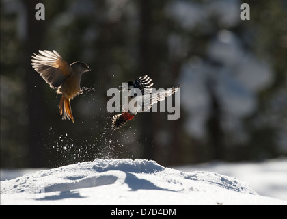 Ein Kampf zwischen zwei Fliegen, eine eine Unglückshäher andererseits eine Buntspecht Hintergrundbeleuchtung im Schnee in der Frozforests von Finnland Stockfoto