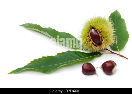 süße Kastanien Obst eine halbe Split mit Samen und Blätter auf weißem Hintergrund Stockfoto