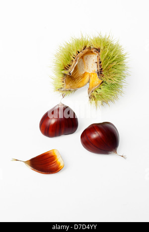 Kastanien Frucht mit der Schale geöffnet und die Samen fallen heraus. Stockfoto